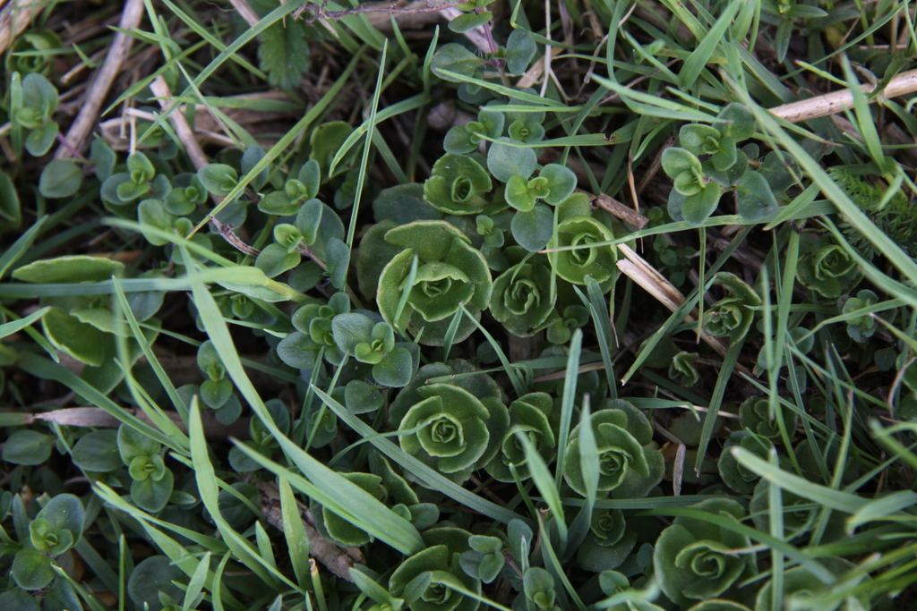 Phedimus spurius (door Peter Meininger)