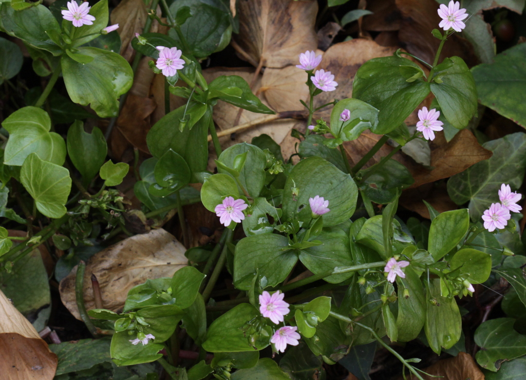 Claytonia sibirica (door Peter Meininger)