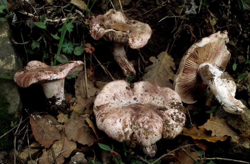 Hygrophorus russula (door Rob Chrispijn)