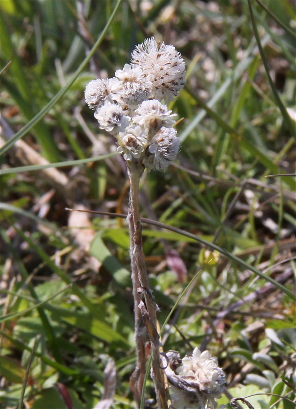 Antennaria dioica (door Peter Meininger)