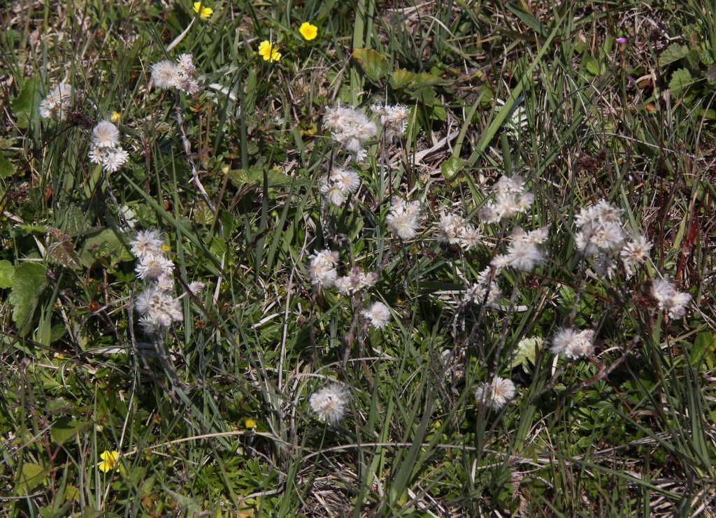 Antennaria dioica (door Peter Meininger)