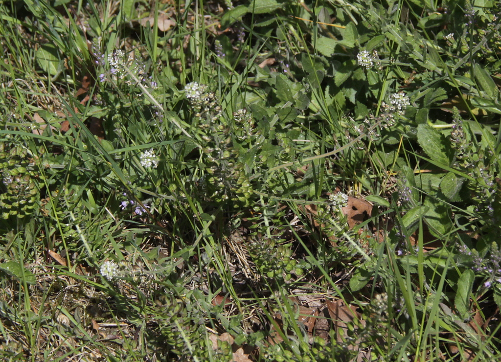 Lepidium heterophyllum (door Peter Meininger)