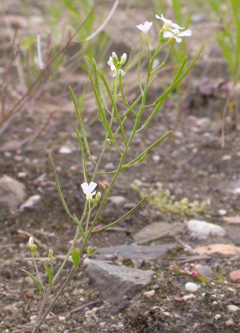 Arabidopsis arenosa (door Peter Meininger)