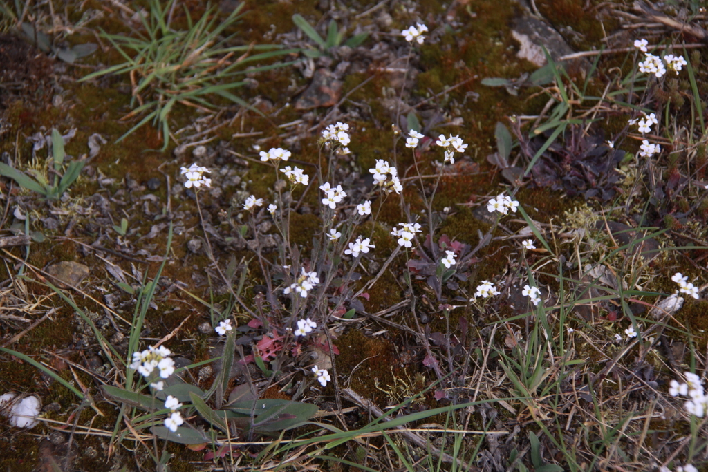 Arabidopsis arenosa (door Peter Meininger)