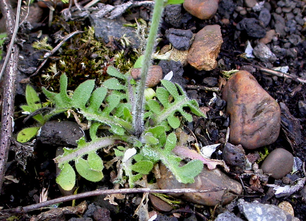 Arabidopsis arenosa (door Peter Meininger)