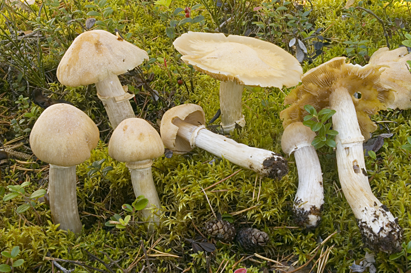 Cortinarius caperatus (door Nico Dam)