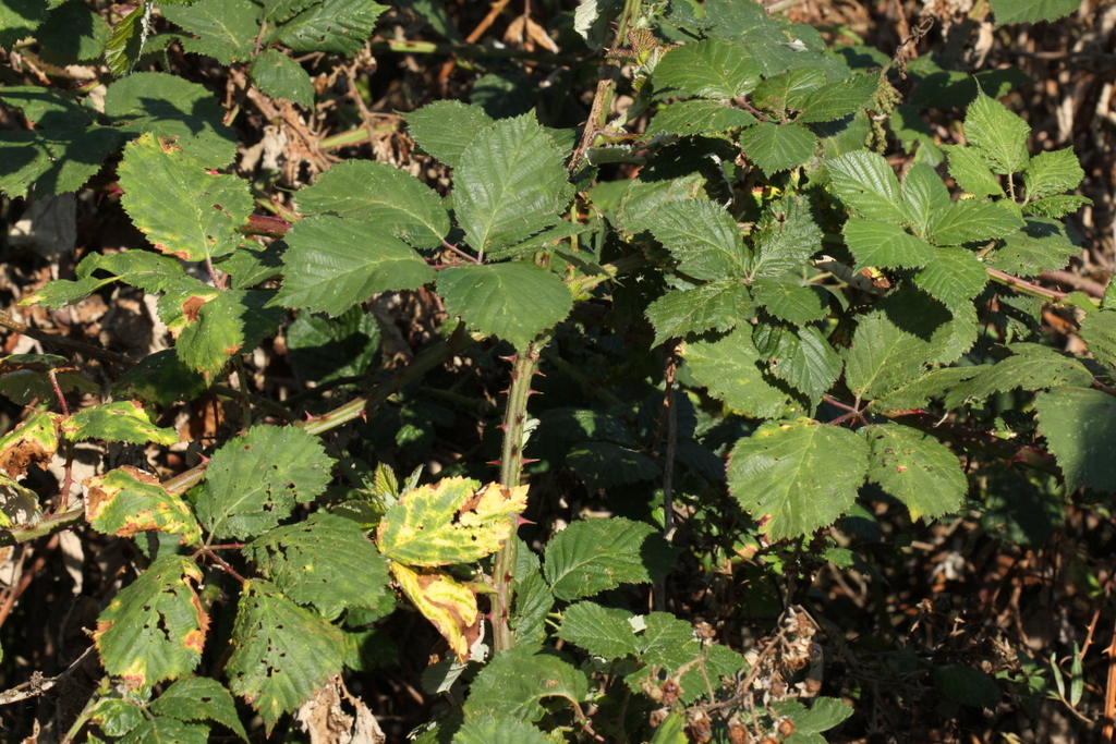 Rubus armeniacus (door Peter Meininger)