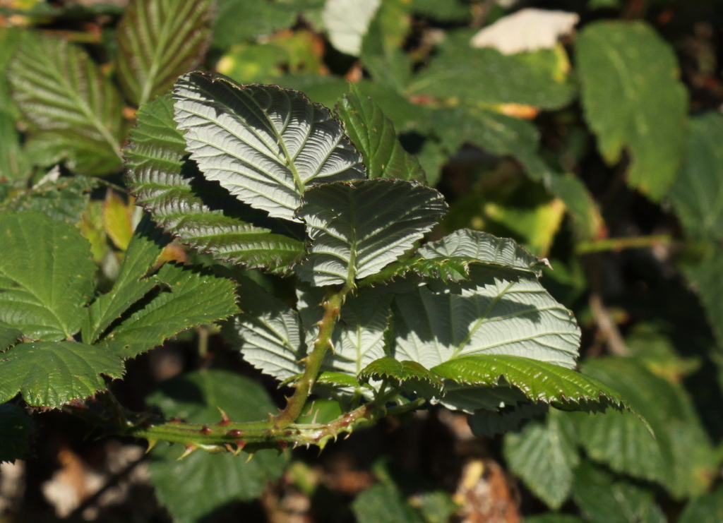 Rubus armeniacus (door Peter Meininger)