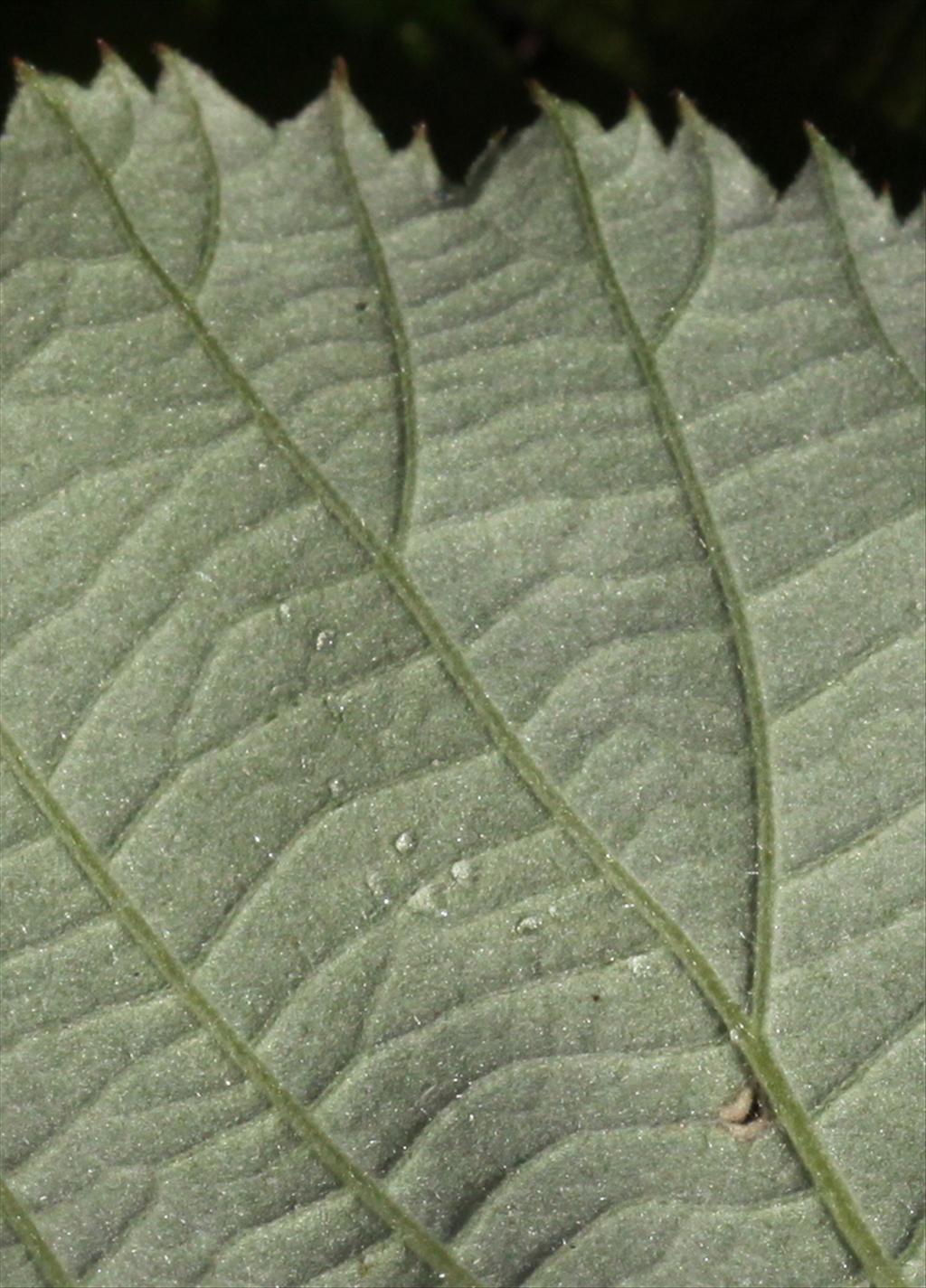 Rubus armeniacus (door Peter Meininger)