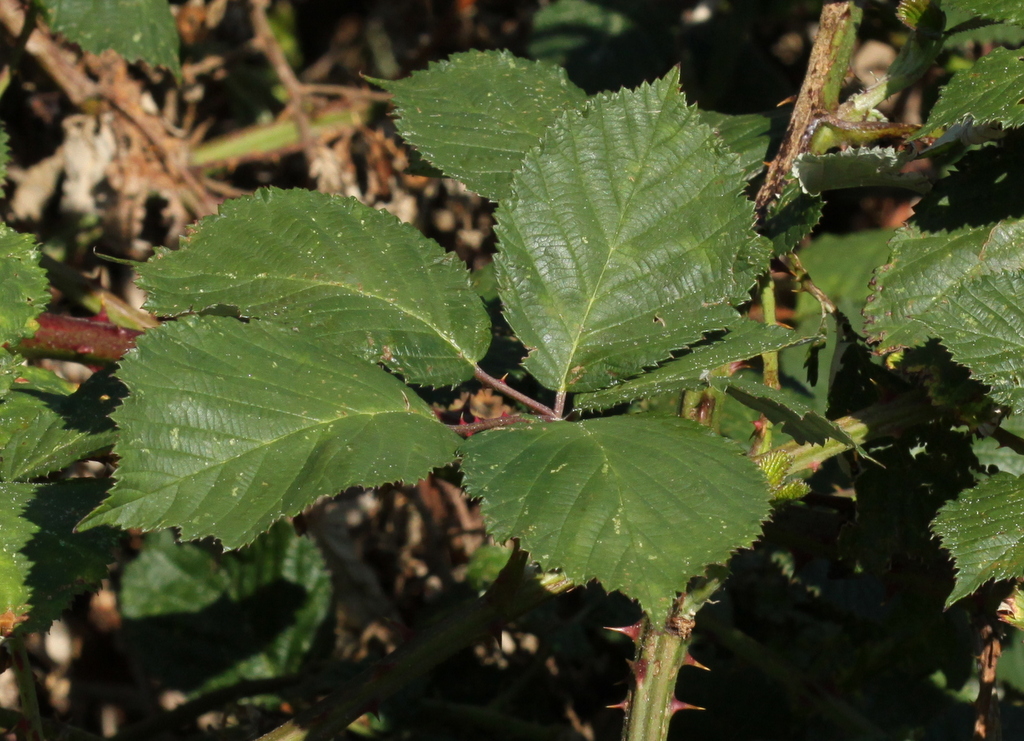 Rubus armeniacus (door Peter Meininger)