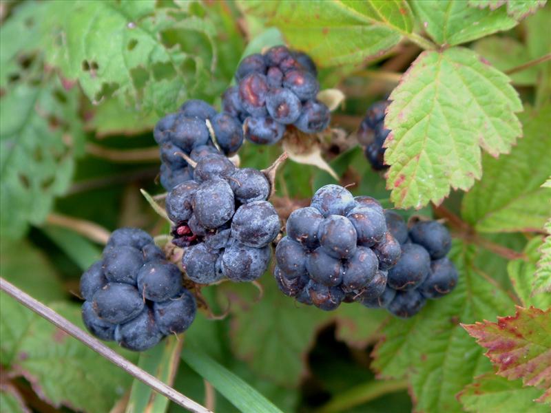 Rubus caesius (door Adrie van Heerden)