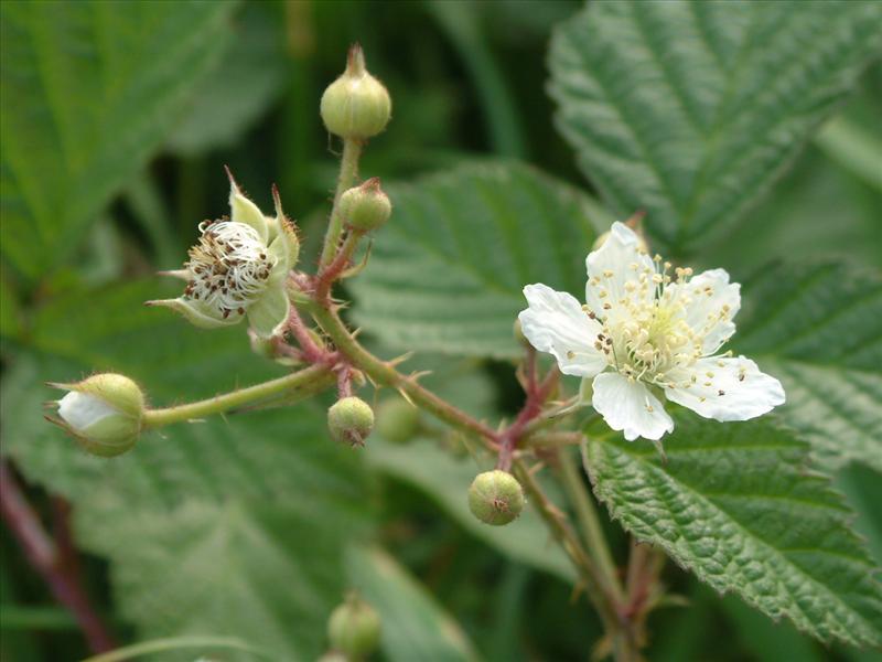 Rubus caesius (door Adrie van Heerden)