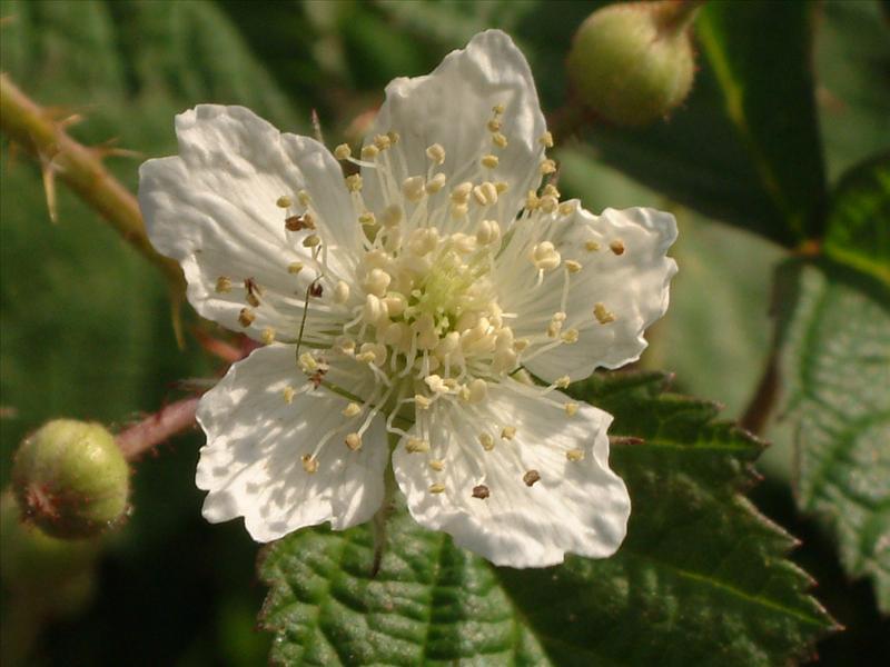 Rubus caesius (door Adrie van Heerden)