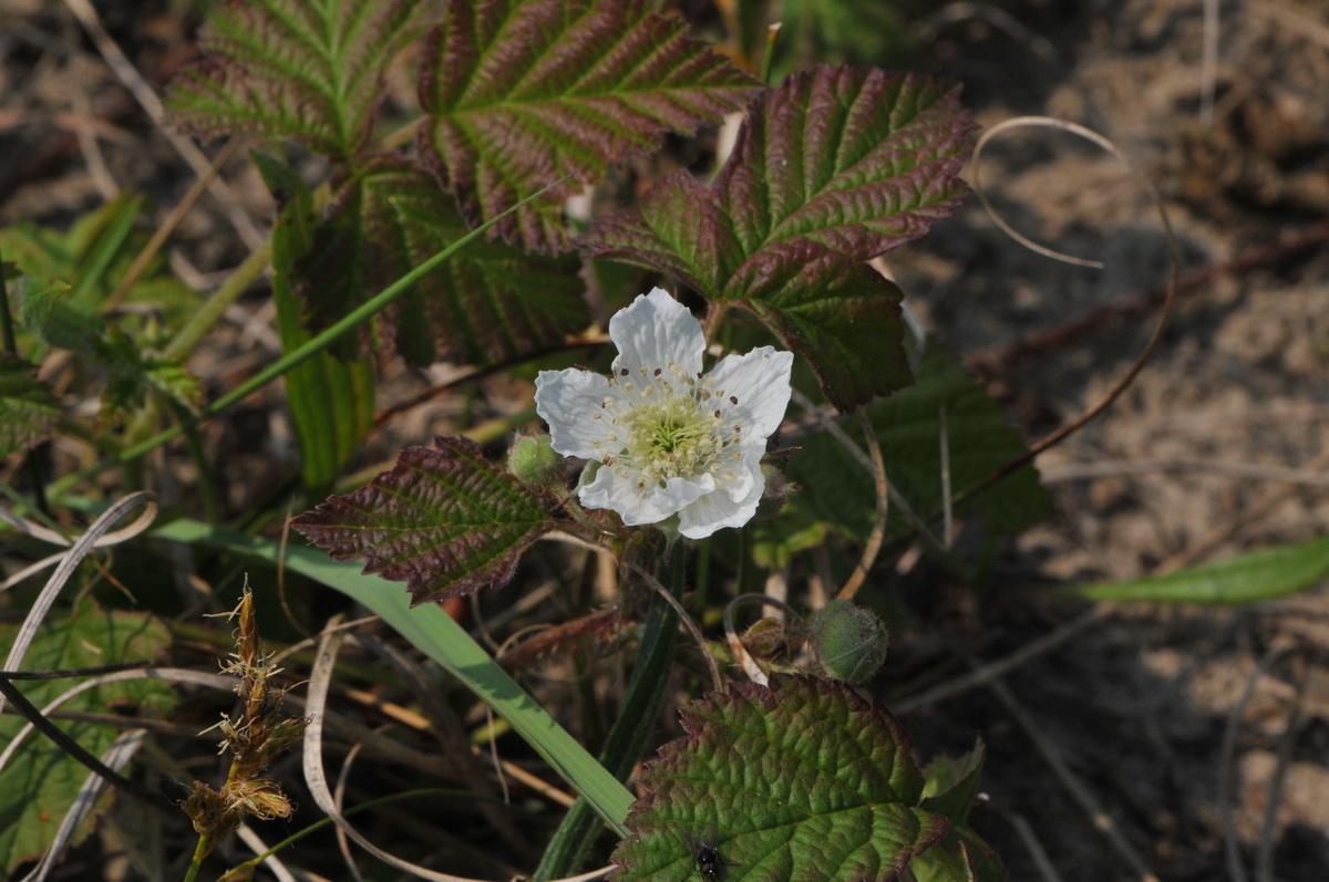 Rubus caesius (door Hans Toetenel)