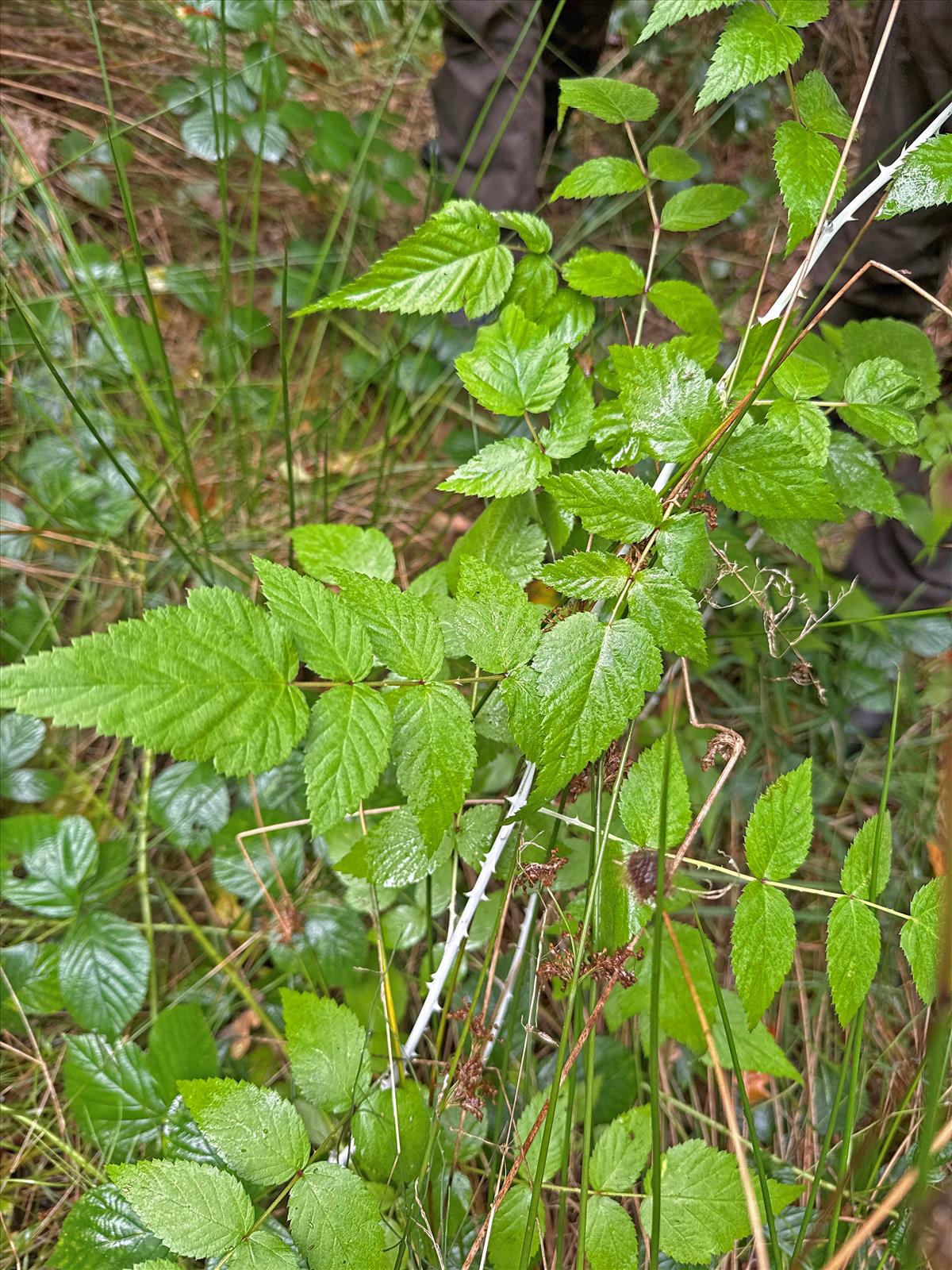 Rubus cockburnianus (door Erik-Jan Beenackers)