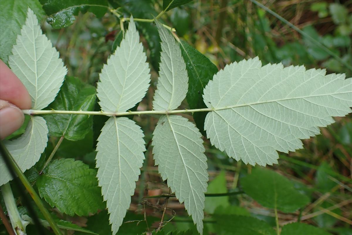 Rubus cockburnianus (door Aad van Diemen)