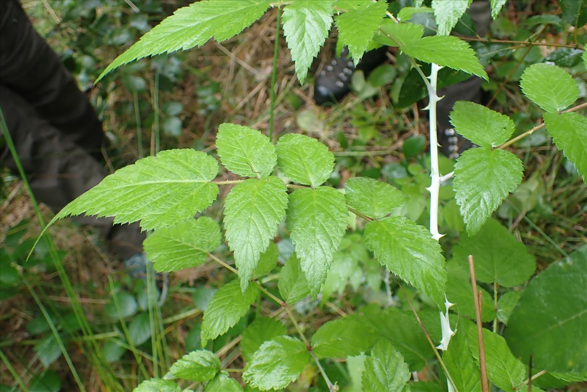 Rubus cockburnianus (door Aad van Diemen)
