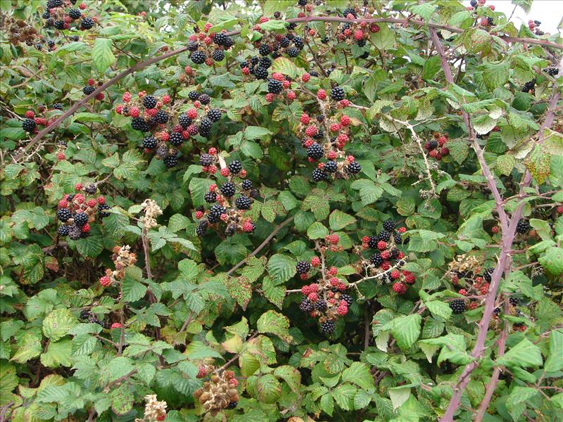 Rubus sect. Rubus (door Adrie van Heerden)