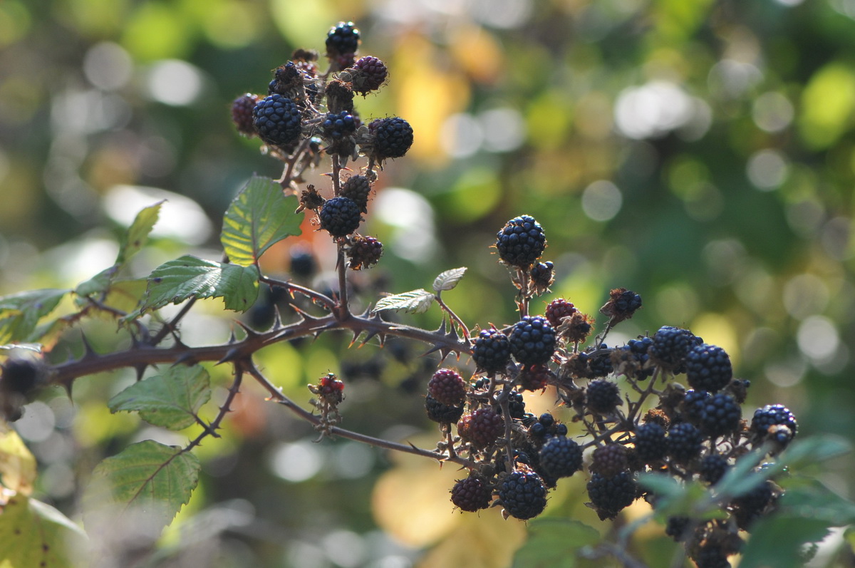 Rubus sect. Rubus (door Hans Toetenel)