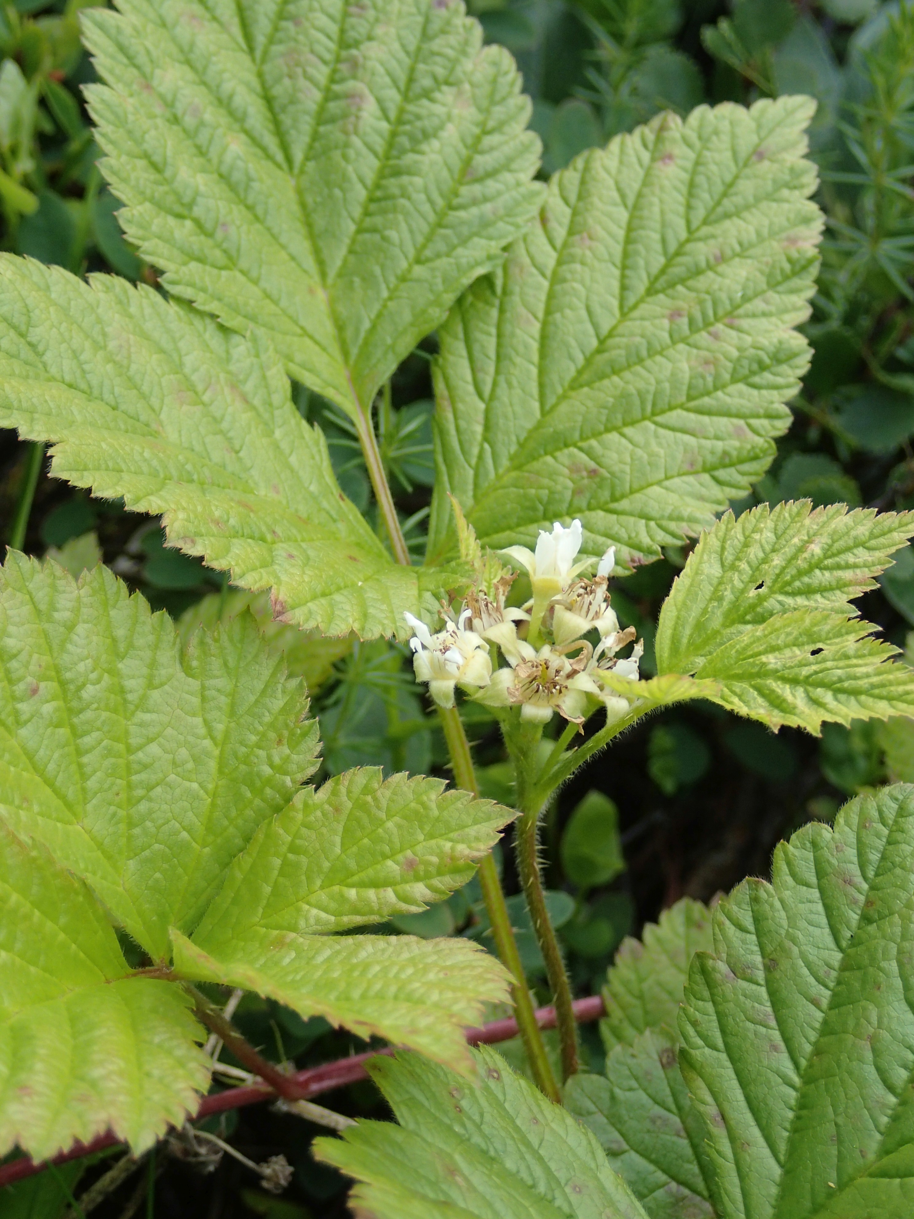 Rubus saxatilis (door Adrie van Heerden)