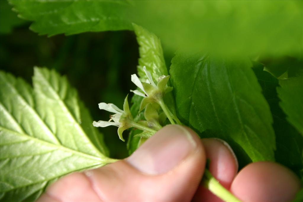 Rubus saxatilis (door Niels Jeurink)