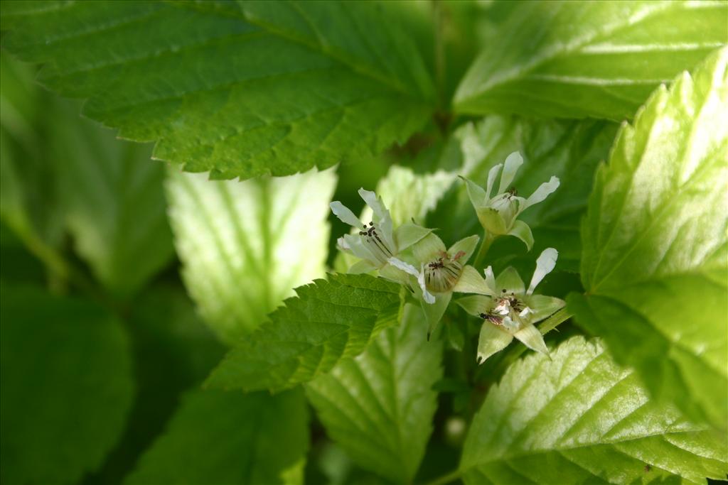 Rubus saxatilis (door Niels Jeurink)