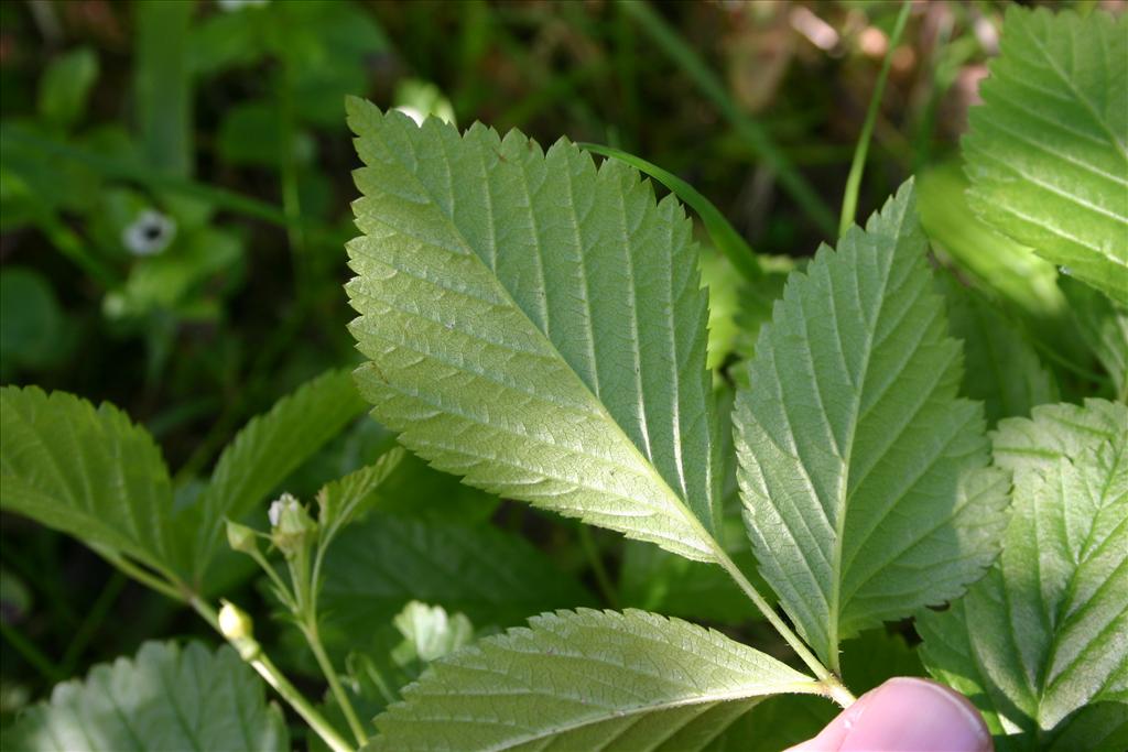 Rubus saxatilis (door Niels Jeurink)