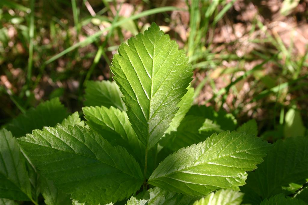 Rubus saxatilis (door Niels Jeurink)