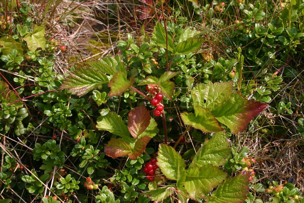 Rubus saxatilis (door Niels Jeurink)