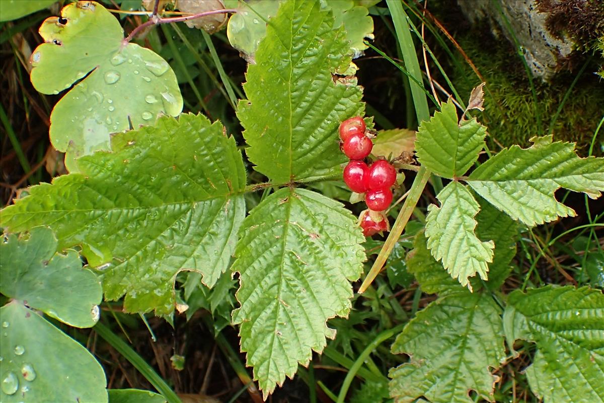 Rubus saxatilis (door Adrie van Heerden)
