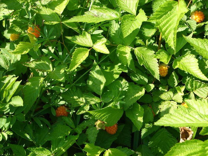 Rubus spectabilis (door Adrie van Heerden)