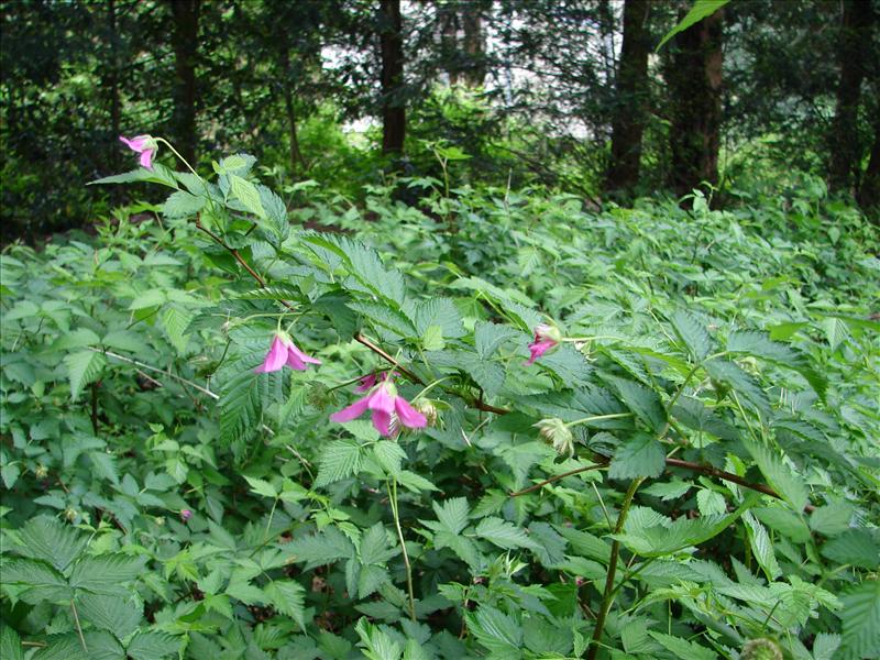 Rubus spectabilis (door Adrie van Heerden)