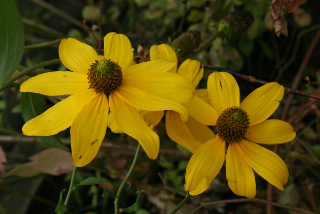 Rudbeckia laciniata (door Gertjan van Mill)