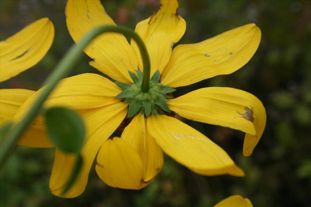 Rudbeckia laciniata (door Gertjan van Mill)