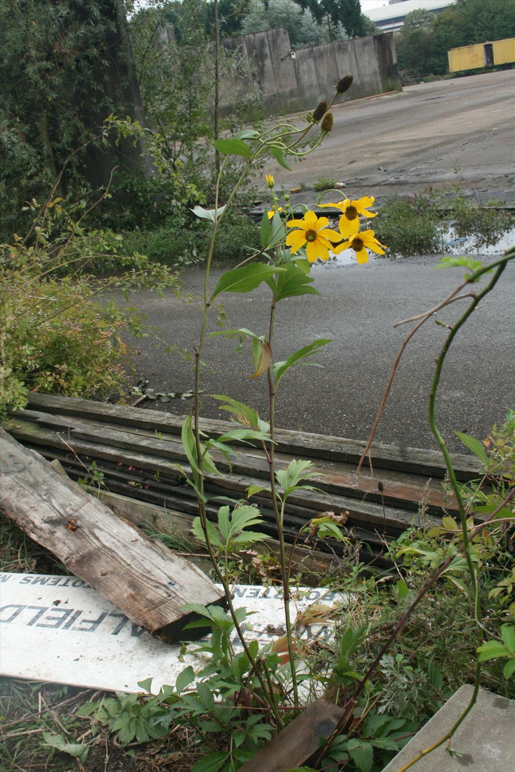 Rudbeckia laciniata (door Gertjan van Mill)