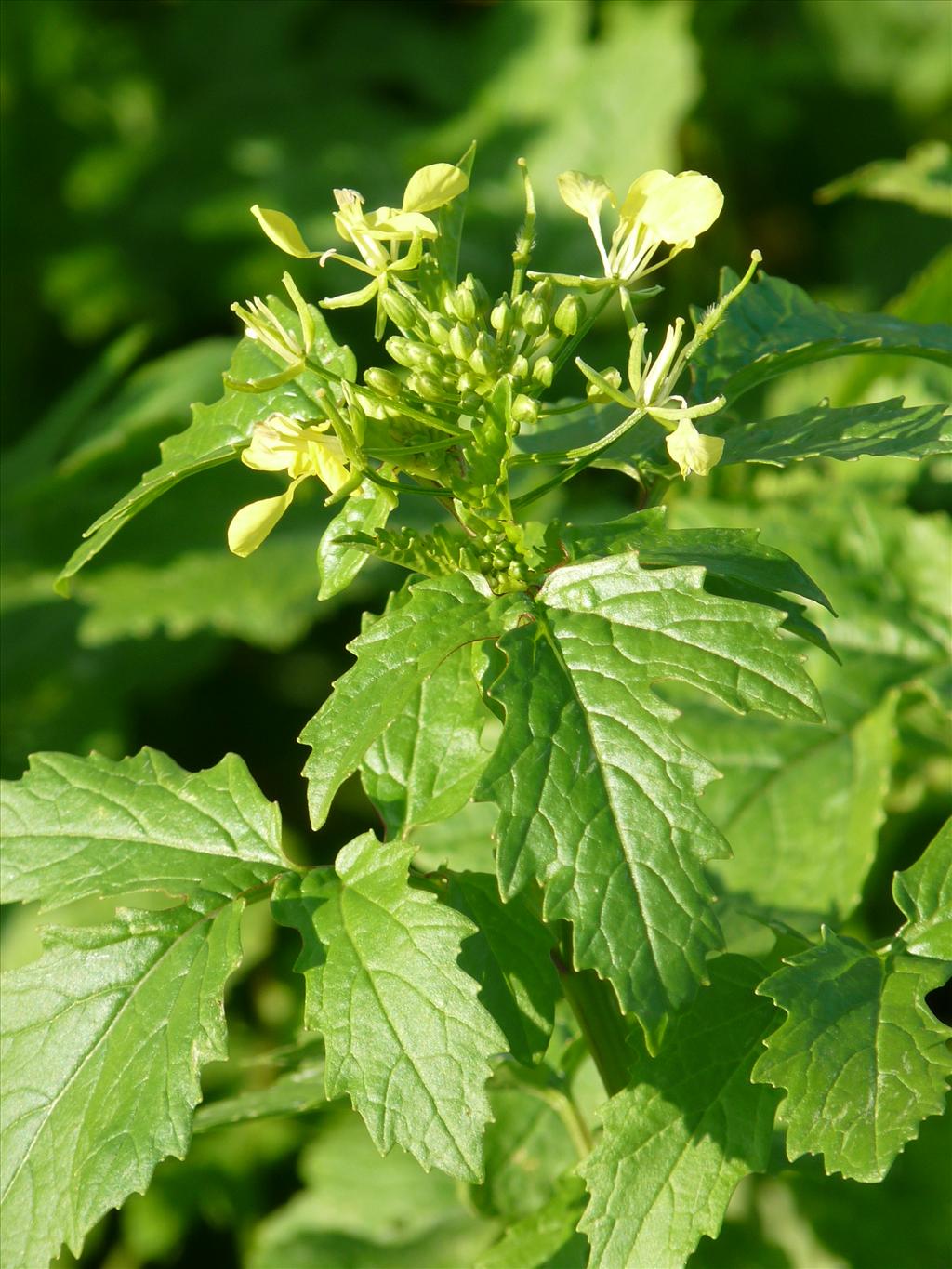 Sinapis alba (door Willemien Troelstra)