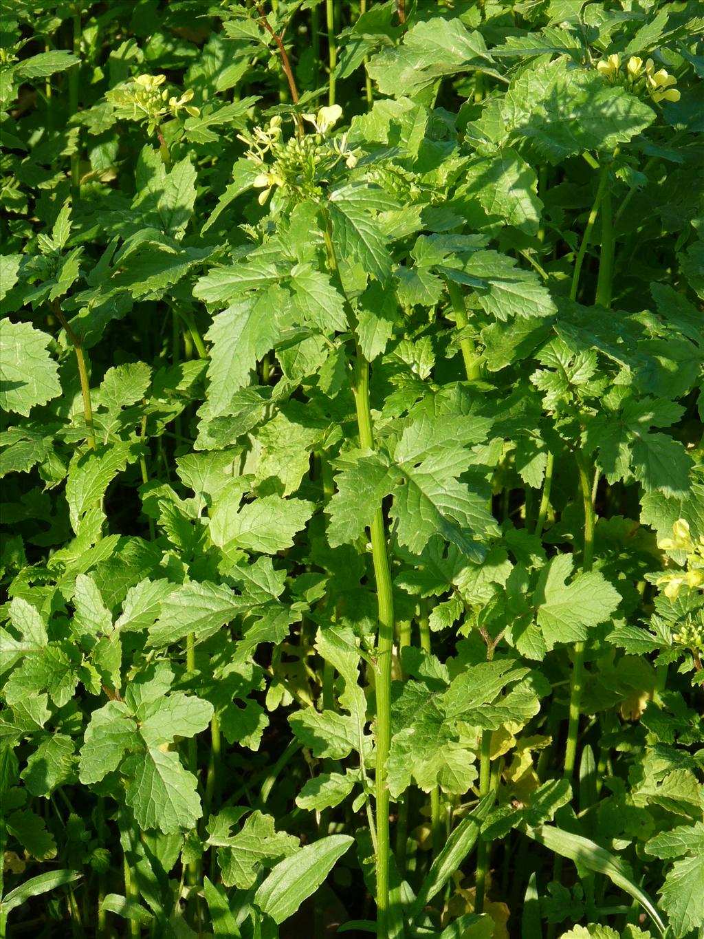 Sinapis alba (door Willemien Troelstra)