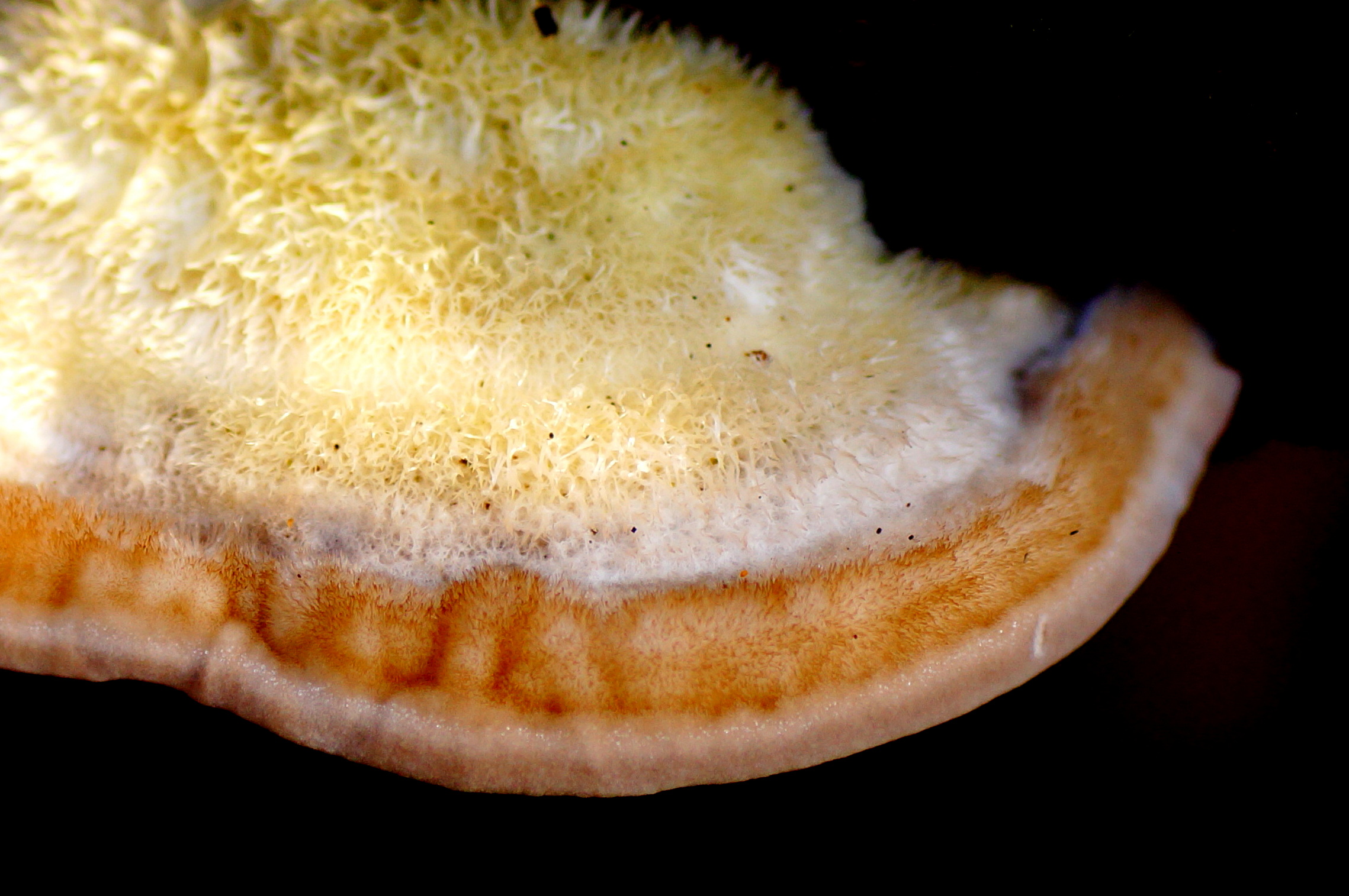 Trametes hirsuta (door Jelle bakker)