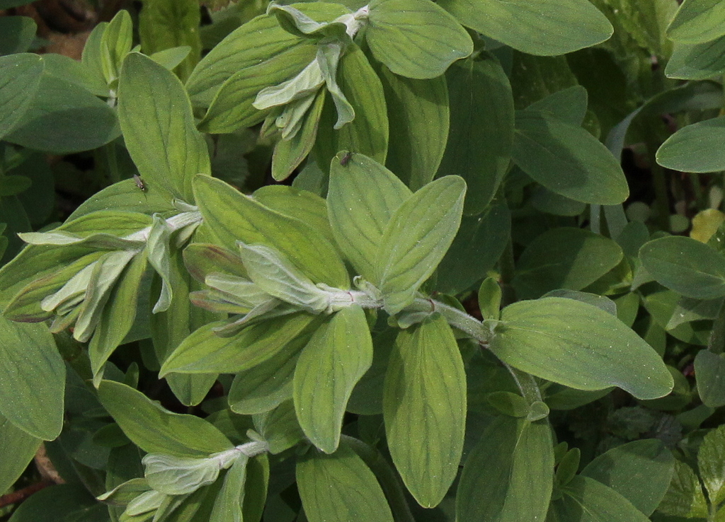 Hypericum hirsutum (door Peter Meininger)