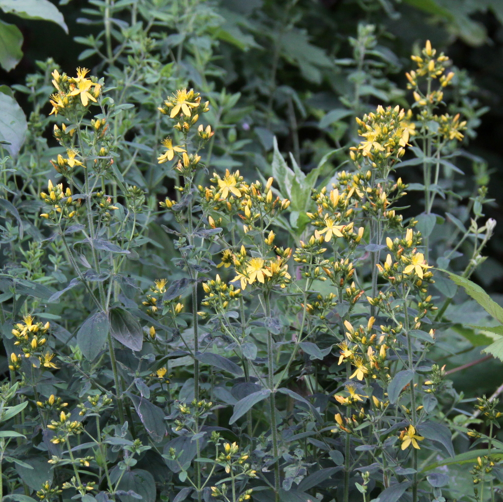 Hypericum hirsutum (door Peter Meininger)