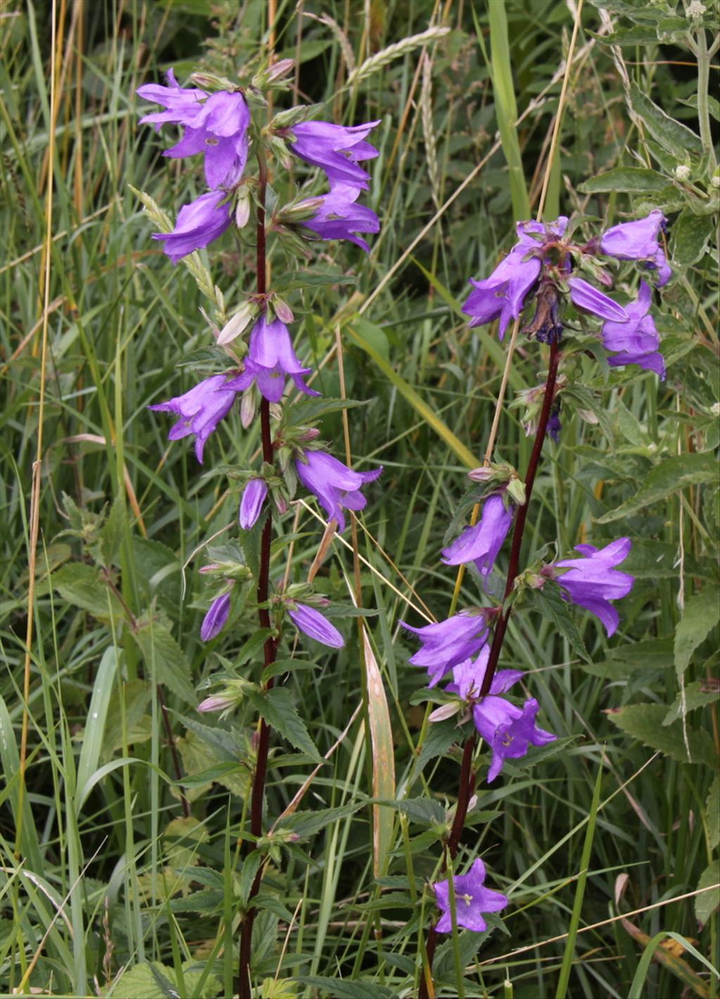 Campanula trachelium (door Peter Meininger)