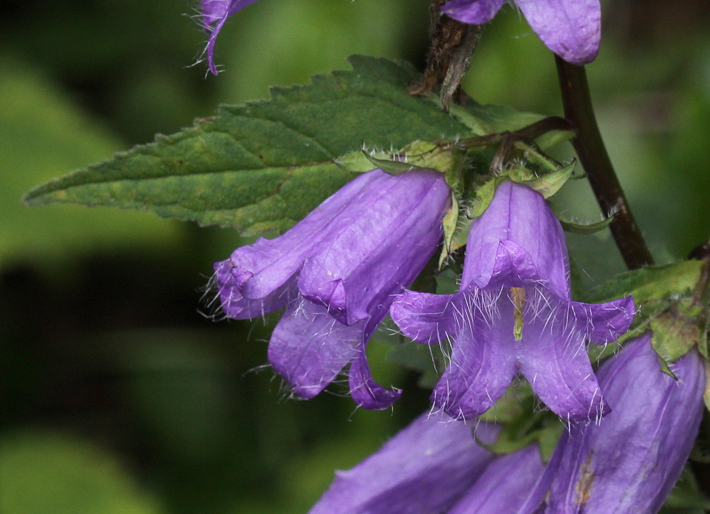 Campanula trachelium (door Peter Meininger)