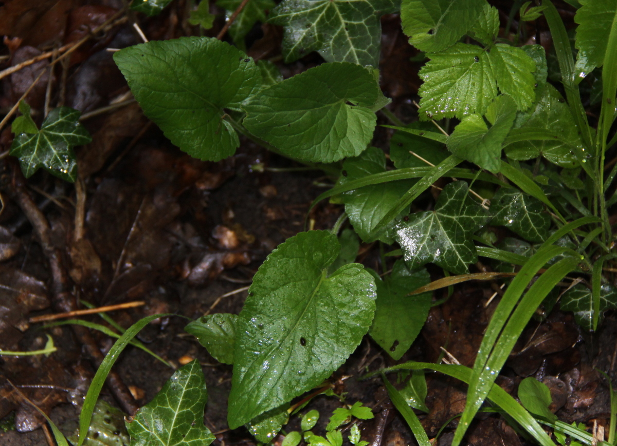 Viola hirta (door Peter Meininger)