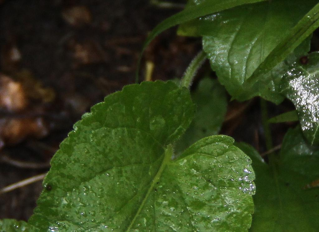 Viola hirta (door Peter Meininger)