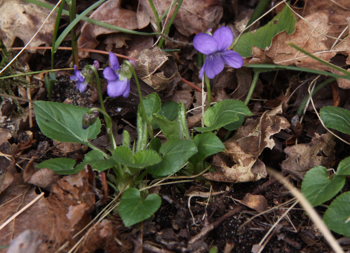 Viola hirta (door Peter Meininger)