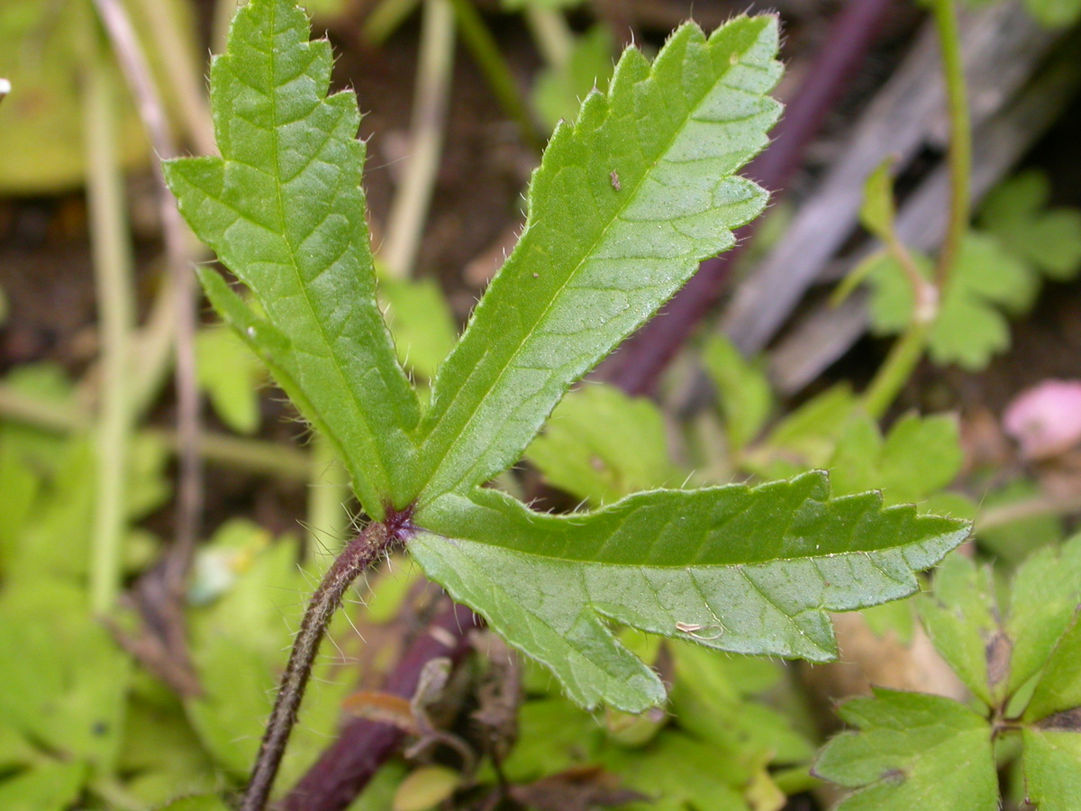 Malva setigera (door Peter Meininger)