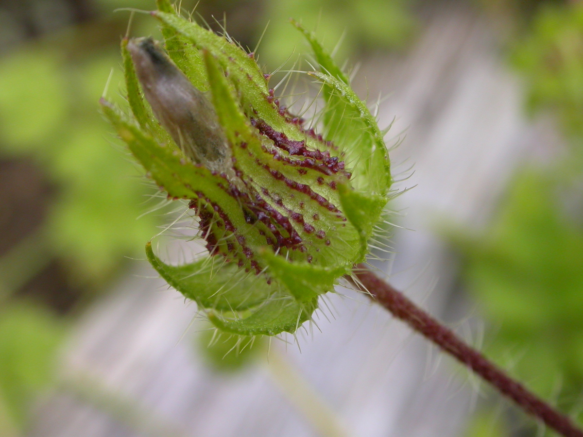 Malva setigera (door Peter Meininger)