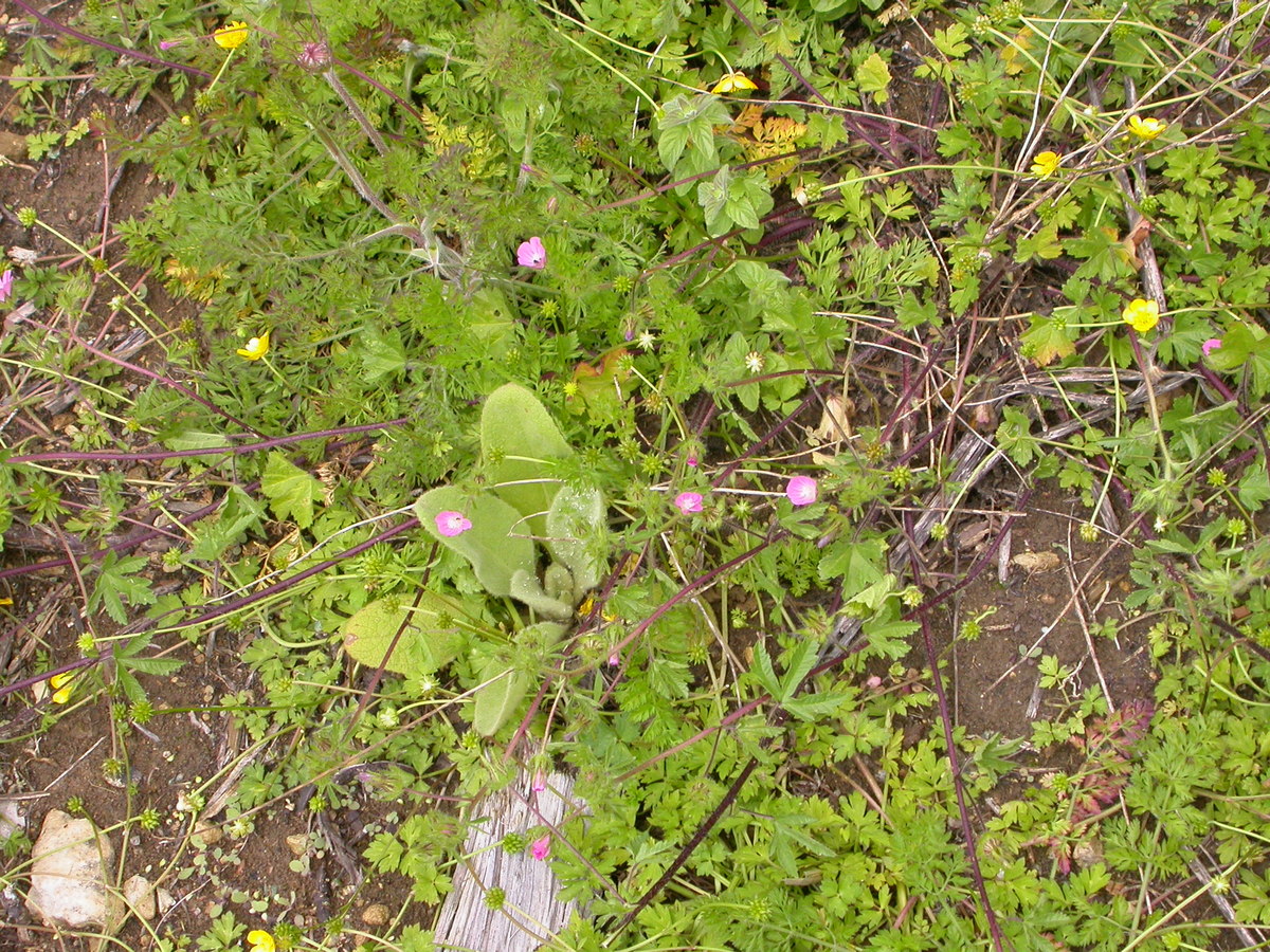 Malva setigera (door Peter Meininger)