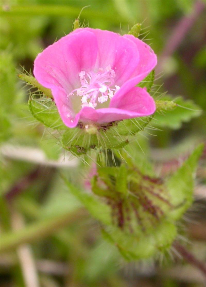 Malva setigera (door Peter Meininger)