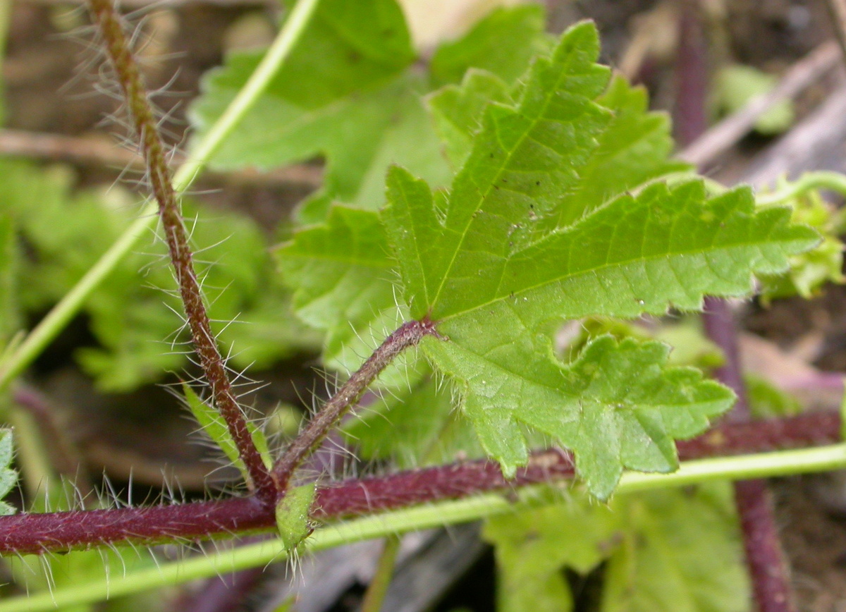 Malva setigera (door Peter Meininger)